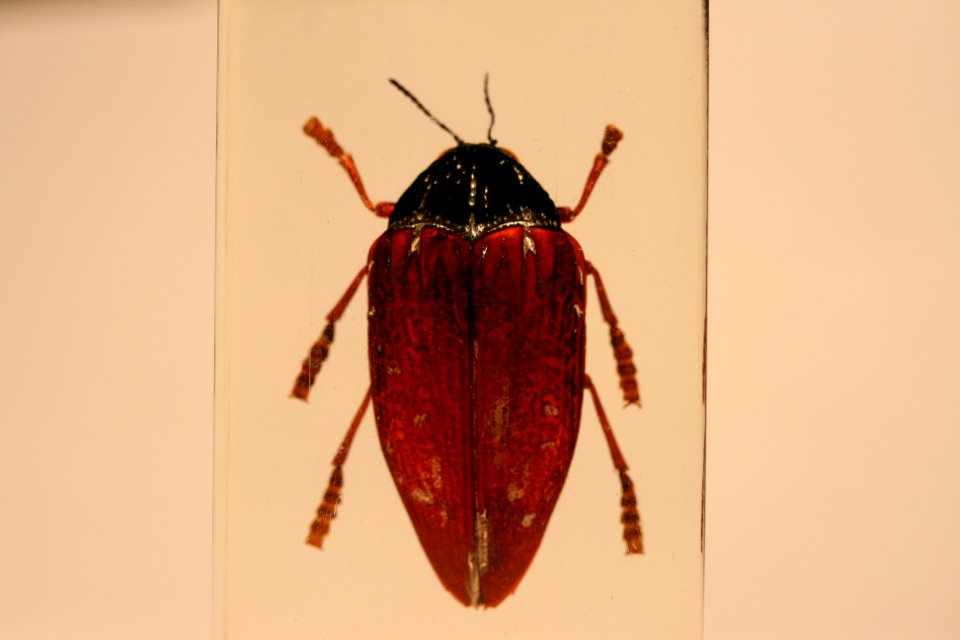 Fuchsroter Prachtkäfer