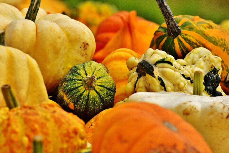 Harvest decorative squashes decoration
