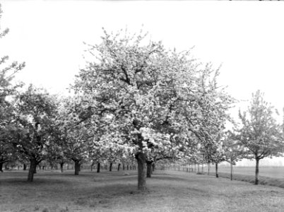 Fruitteelt, bomen, bloei, appelboom, Bestanddeelnr 162-0987