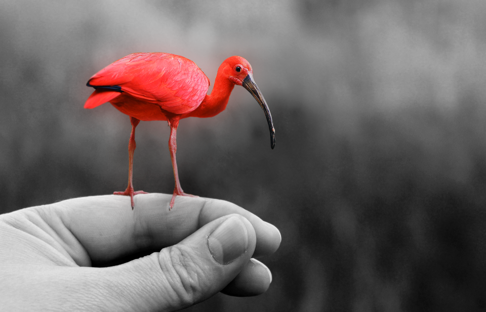 Nature wing young bird