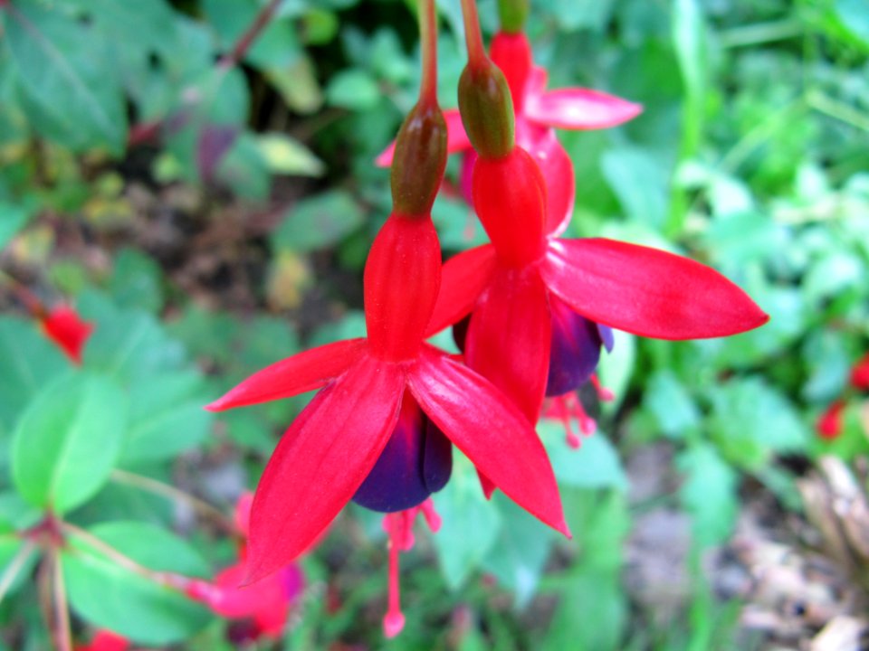 Fuchsias au jardin des iris