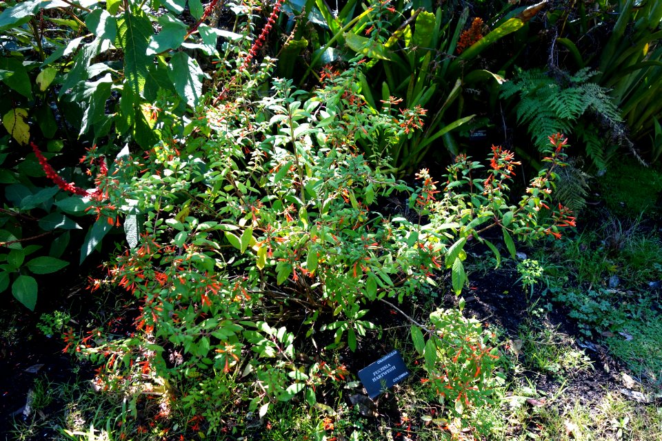 Fuchsia hartwegii - San Francisco Botanical Garden - DSC09835