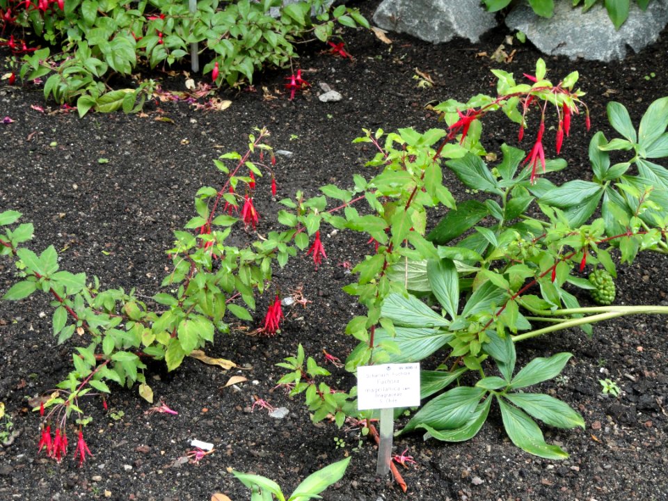 Fuchsia magellanica - Palmengarten Frankfurt - DSC01966
