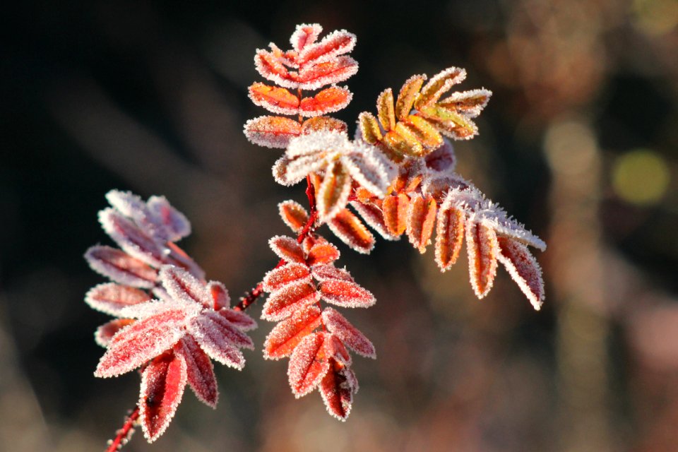 Frozen leaves Haukipudas 20121020 03