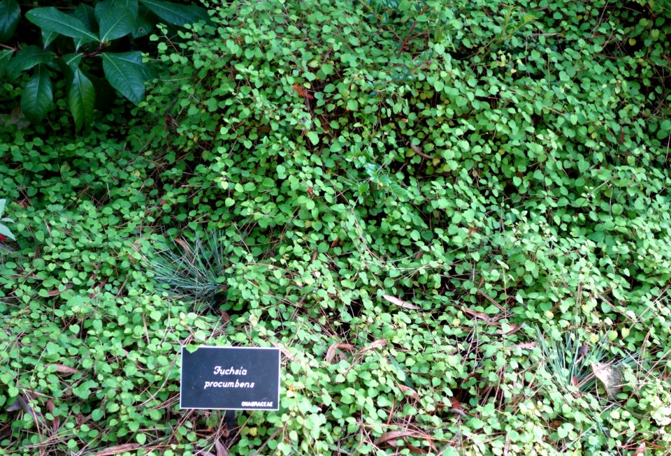 Fuchsia procumbens - Mendocino Coast Botanical Gardens - DSC02083