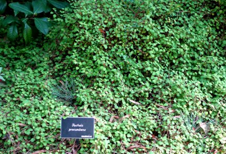 Fuchsia procumbens - Mendocino Coast Botanical Gardens - DSC02083