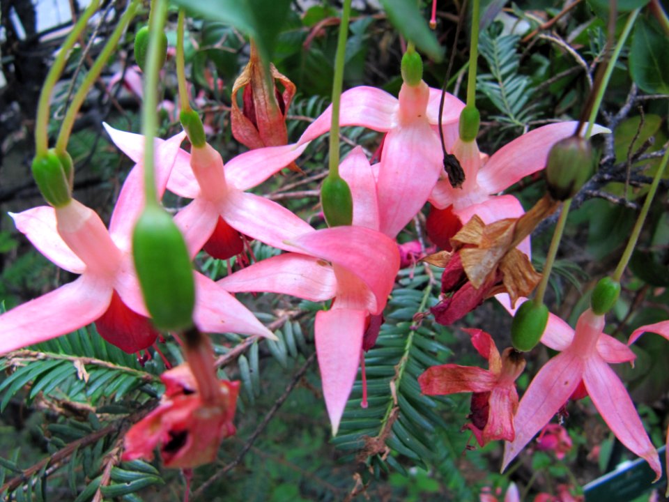 Fuchsias au jardin des plantes