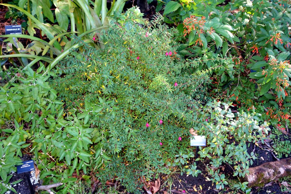 Fuchsia vulcanica - San Francisco Botanical Garden - DSC09854