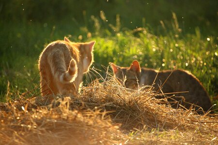 Mackerel red cat domestic cat