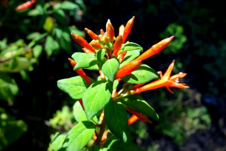Fuchsia hartwegii - San Francisco Botanical Garden - DSC09838