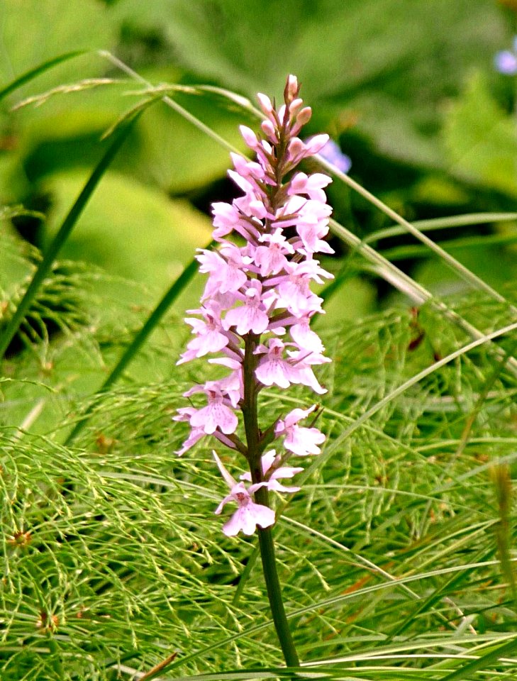 Fuchs Knabenkraut Zwieslerwaldhaus