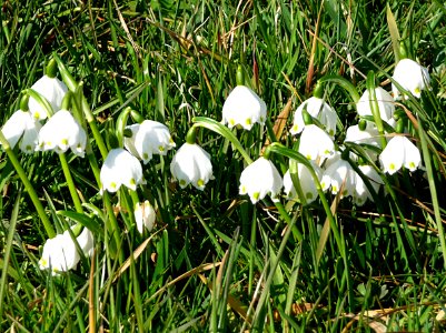 Fruehlings-Knotenblume Münchham