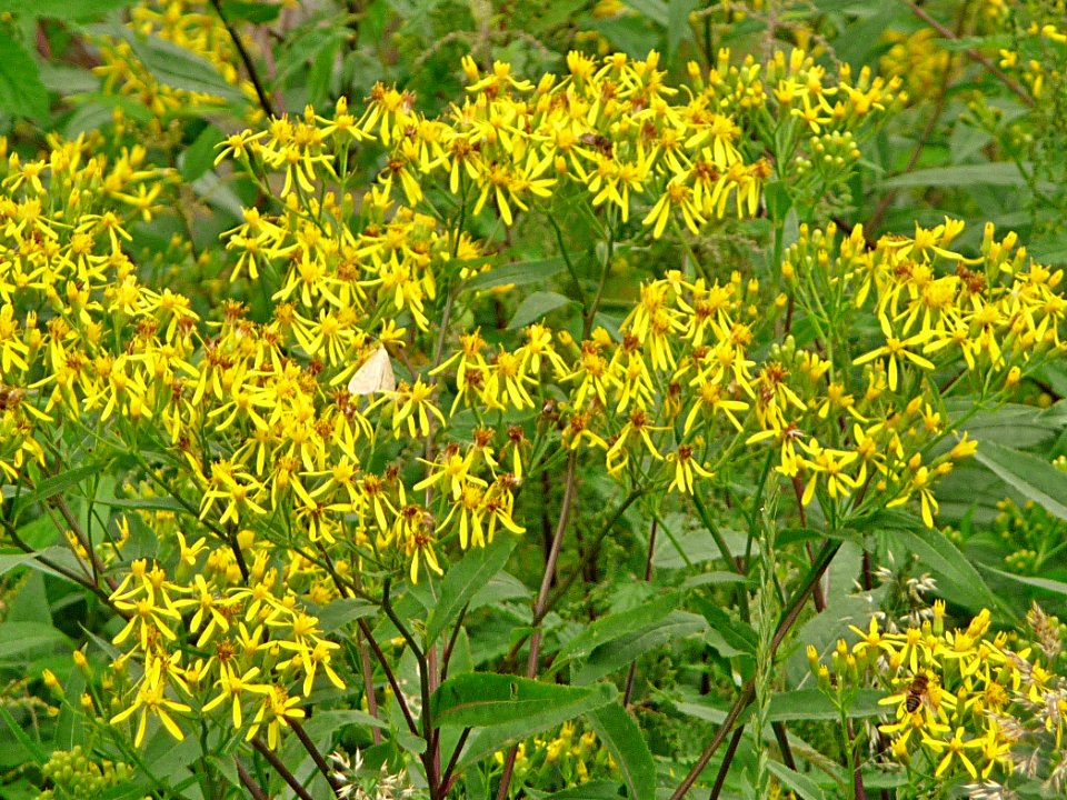 Fuchs Greiskraut Bärnzell
