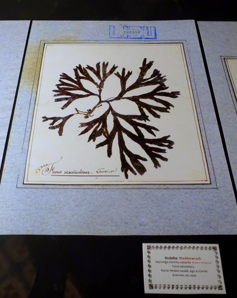 Fucus vesiculosus - Museu da Ciência da Universidade de Coimbra - University of Coimbra - Coimbra, Portugal - DSC09303