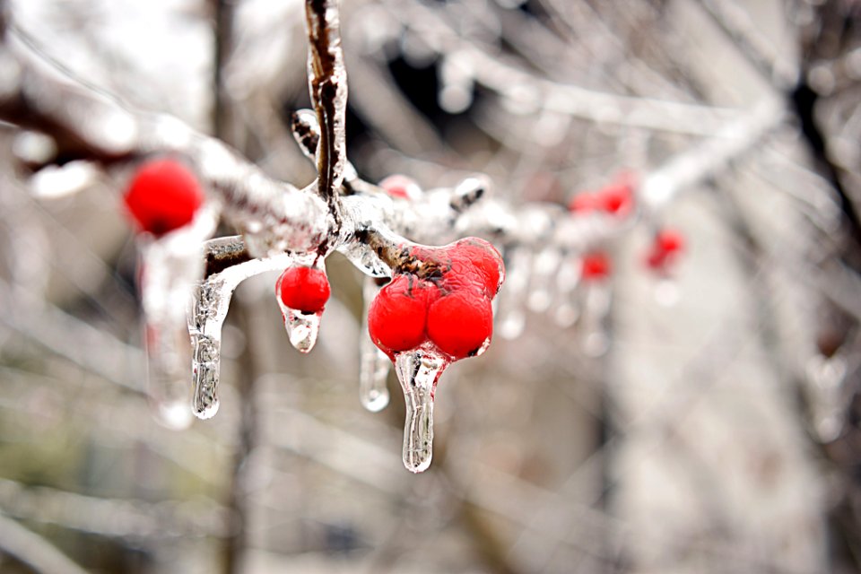 Frozen Solid (195253763)