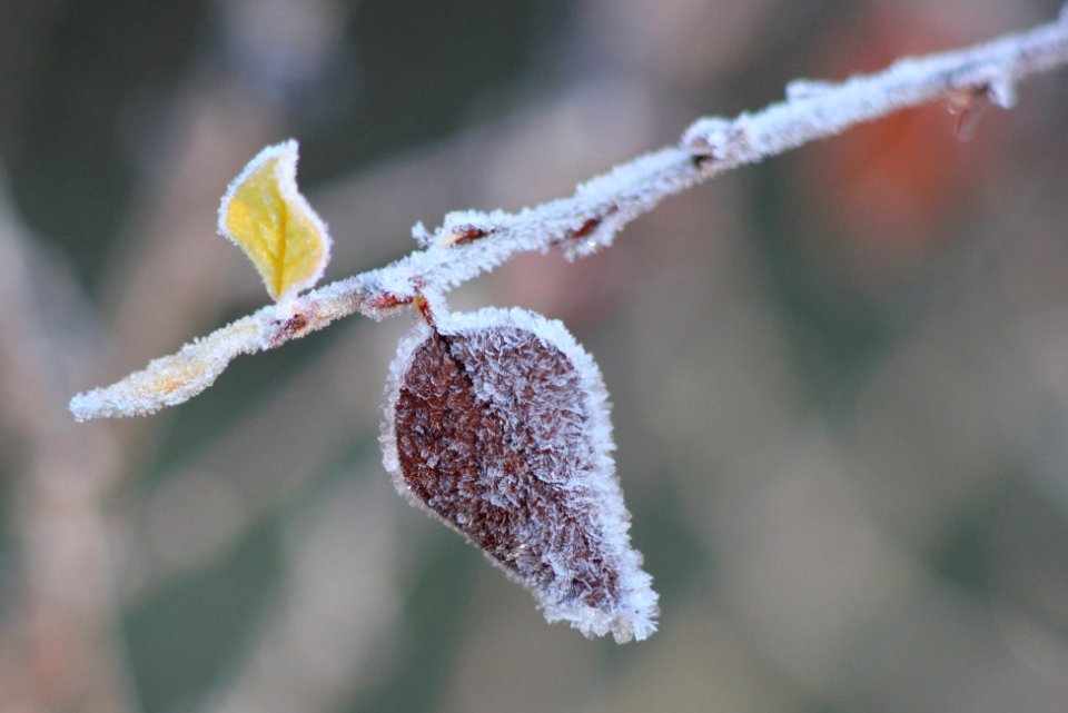 Frozen leaves Haukipudas 20121020 01