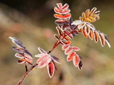 Frozen leaves Haukipudas 20121020 02