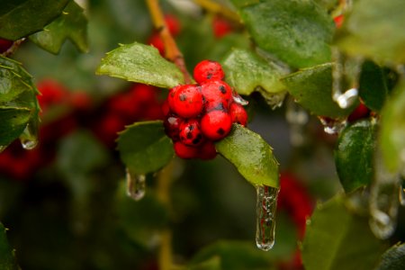 Frozen Rain Drops (195253739) photo