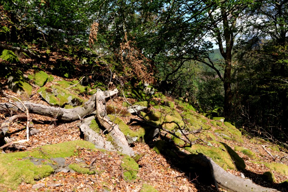 Fuchsstein Taunus 2020-08-18 24