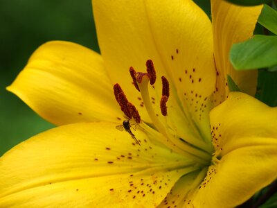 Bloom garden lilies photo