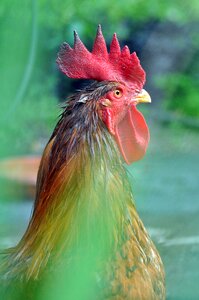 Chickens feathers domestic fowl photo