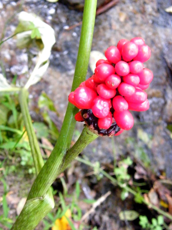 Fruit of jack in the pulpit