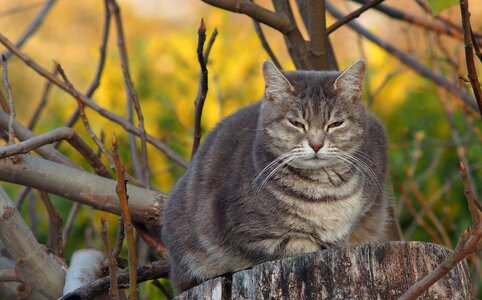 Fur fat autddors