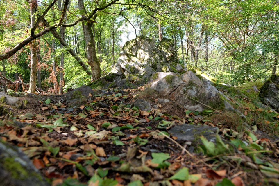 Fuchsstein Taunus 2020-08-18 02
