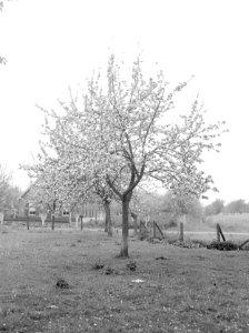 Fruitteelt, bomen, bloei, appelboom, Bestanddeelnr 162-0985
