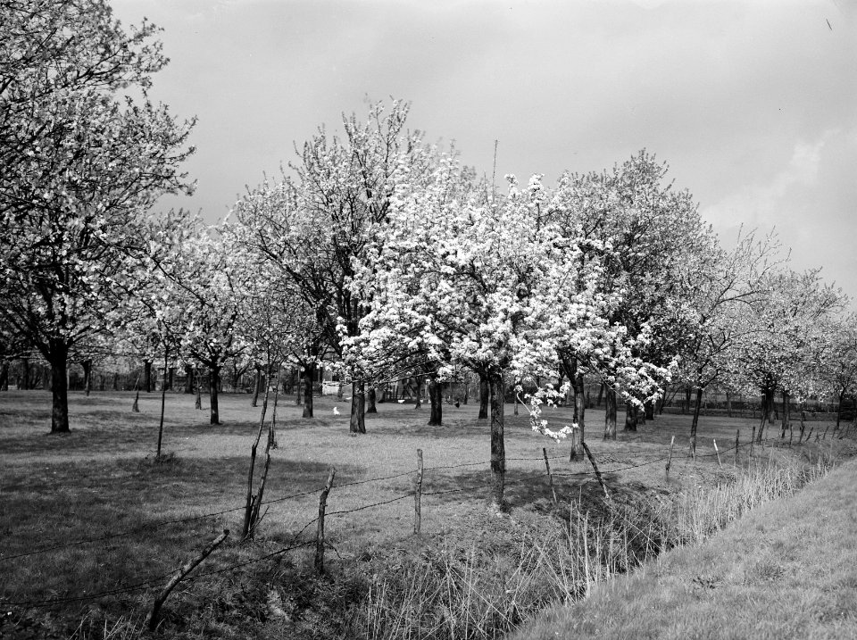 Fruitteelt, bomen, bloei, pruimeboom, Bestanddeelnr 162-0974