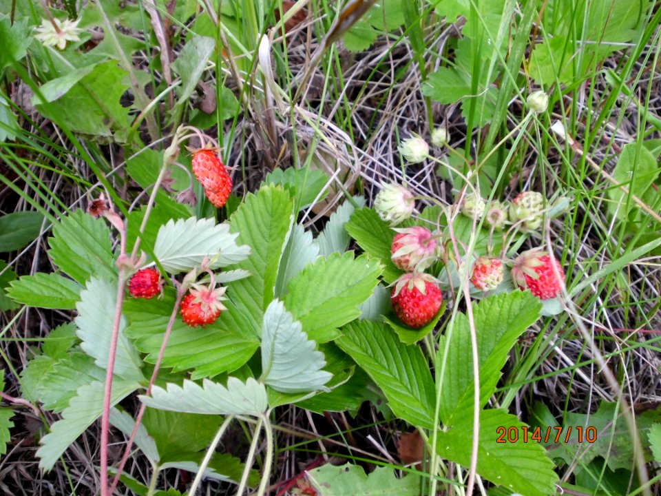 Fruit-left-Fragaria vesca,right-Fragaria viridis