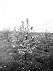 Fruitteelt, bomen, bloei, pereboom, Bestanddeelnr 162-0980