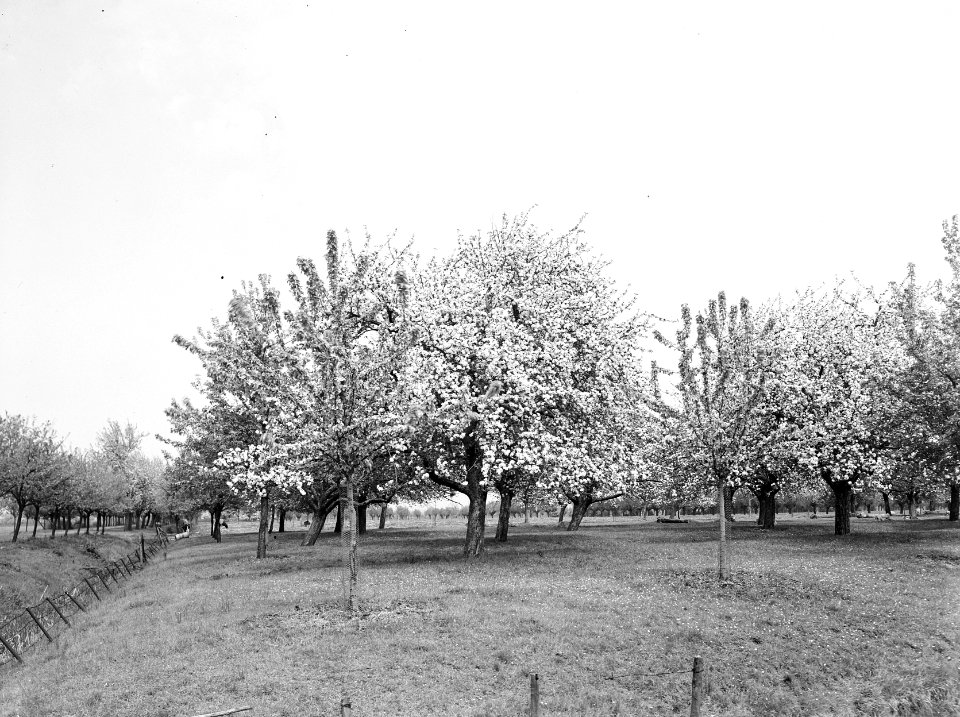 Fruitteelt, bomen, bloei, appelboom, Bestanddeelnr 162-0988