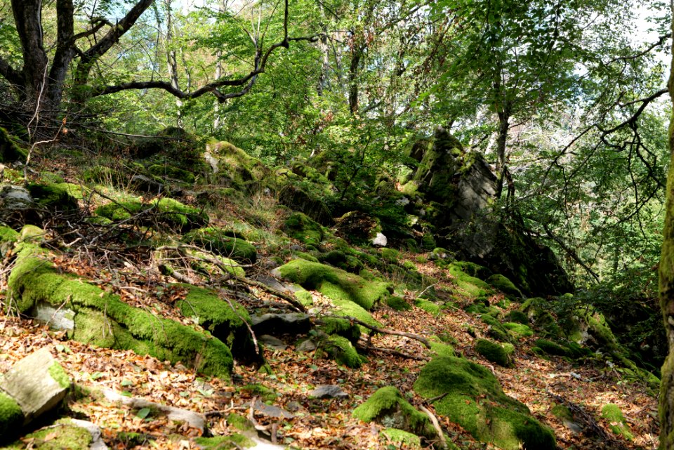 Fuchsstein Taunus 2020-08-18 30