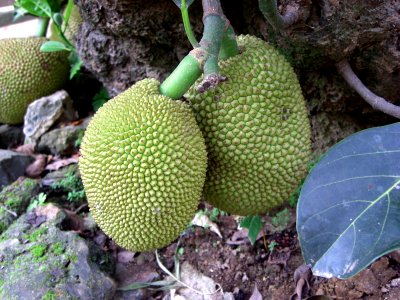 Fruits de l'arbre à pain