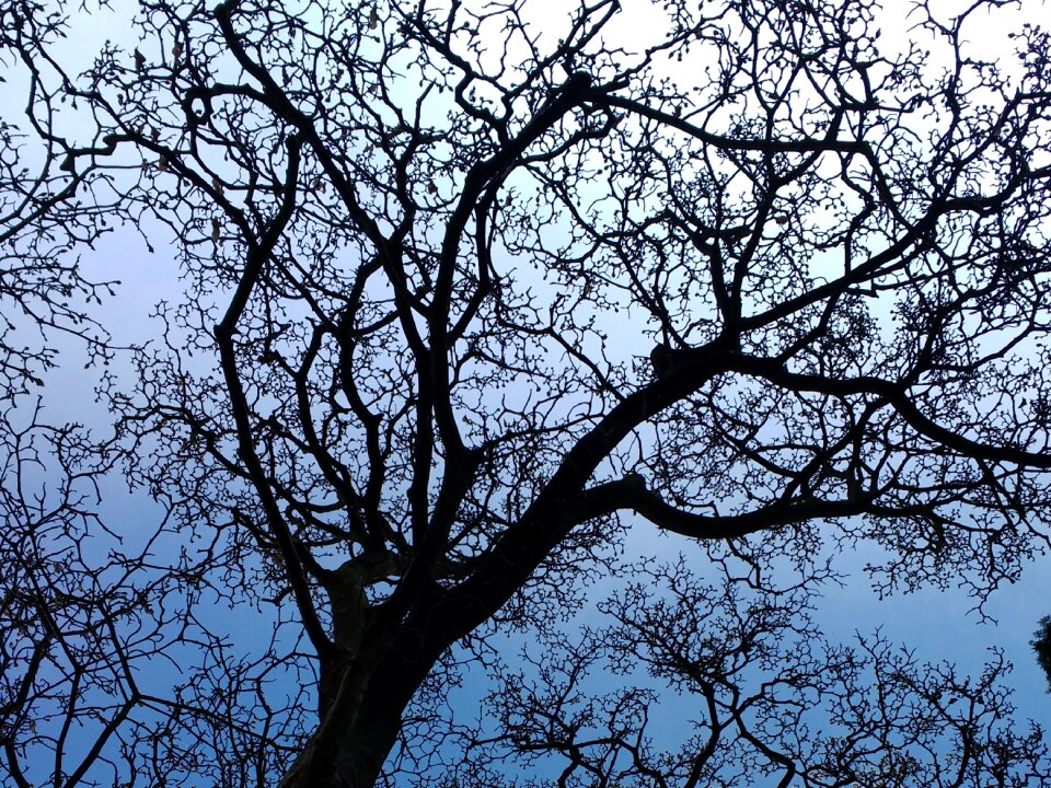 Branches close pattern