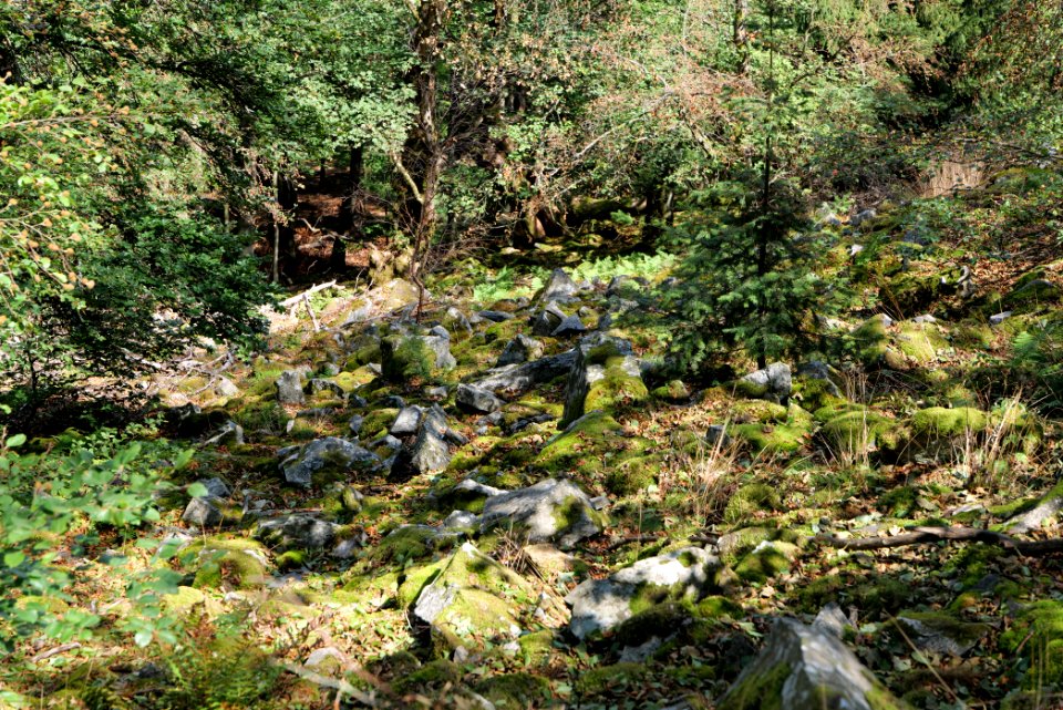 Fuchsstein Taunus 2020-08-18 16