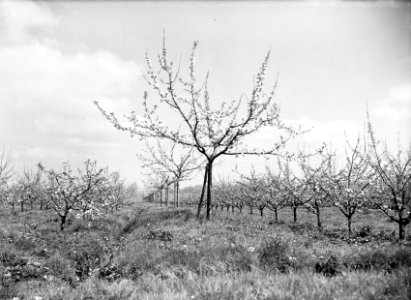Fruitteelt, bomen, appels, Bestanddeelnr 162-1015