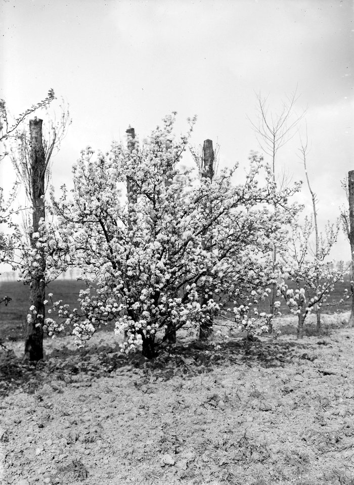 Fruitteelt, boerderijen, duchesse d'angouleme, Bestanddeelnr 253-7239