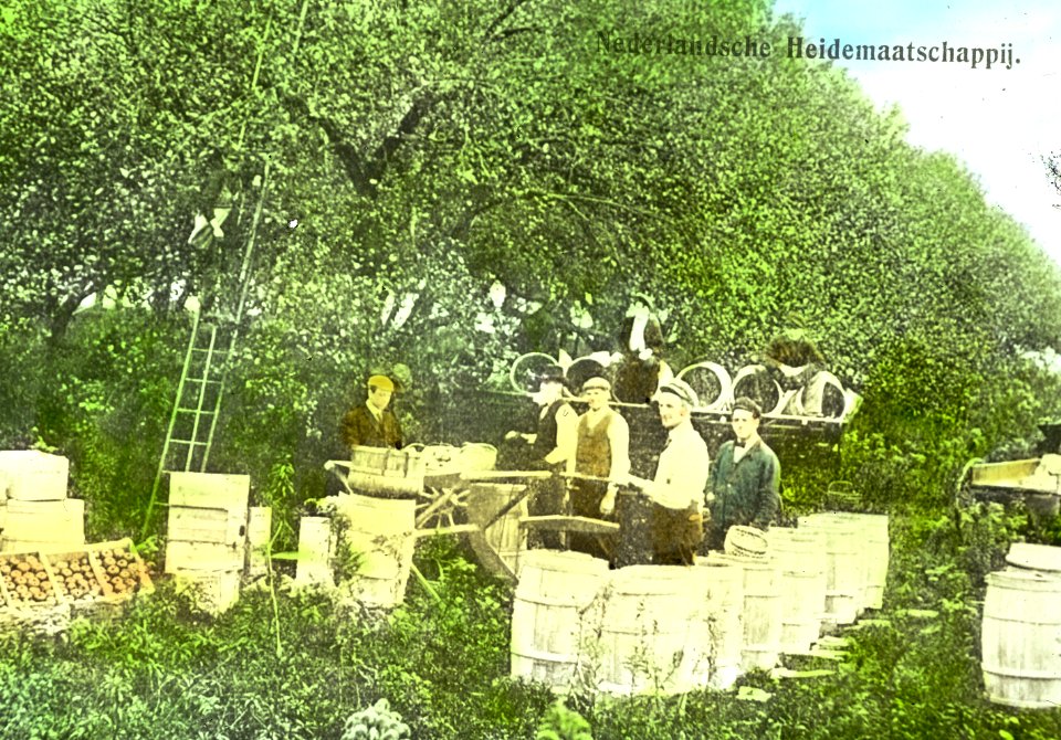 Fruitteelt, oogsten, Bestanddeelnr 193-1322