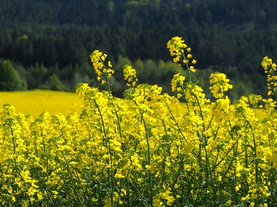 Bloom field of rapeseeds plant photo