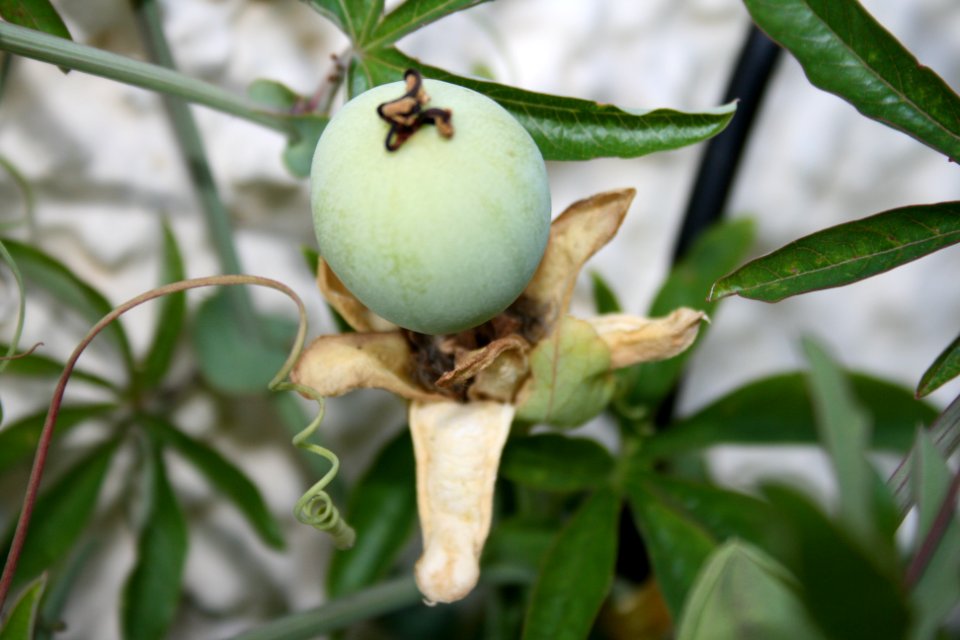 Frucht der Passionsblume