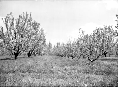 Fruitteelt, struiken, fruitteeltschool van tets, meikers tussenplanting, eng win, Bestanddeelnr 162-1014