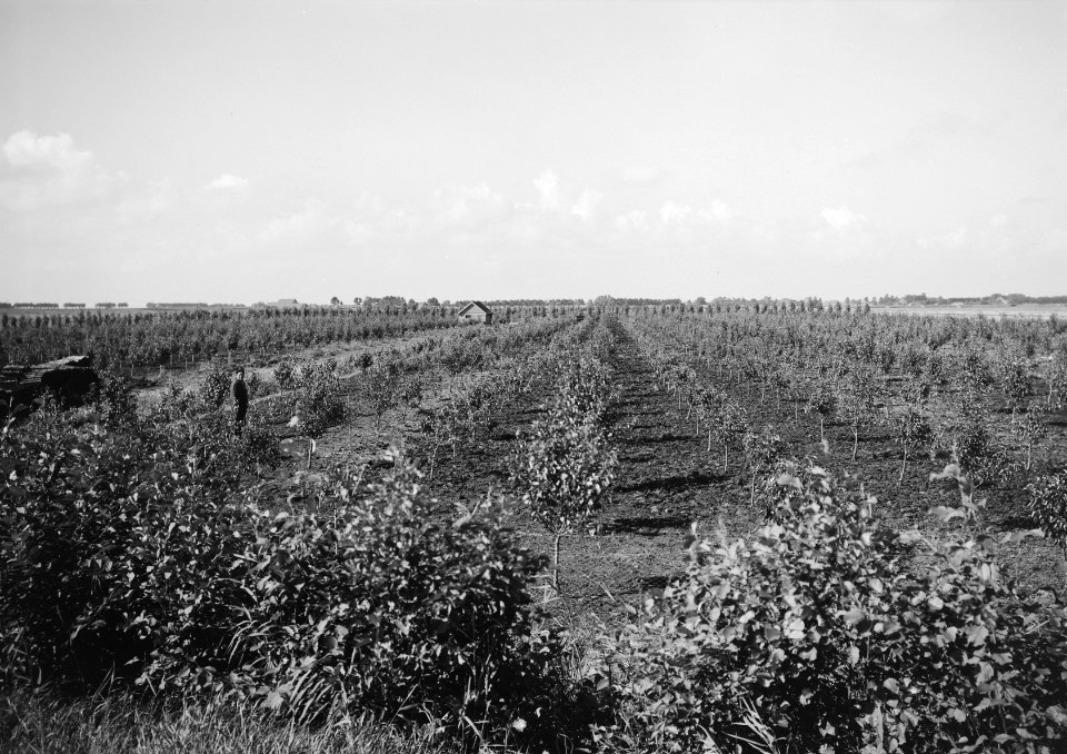 Fruitteelt, tuinen, Bestanddeelnr 162-0997