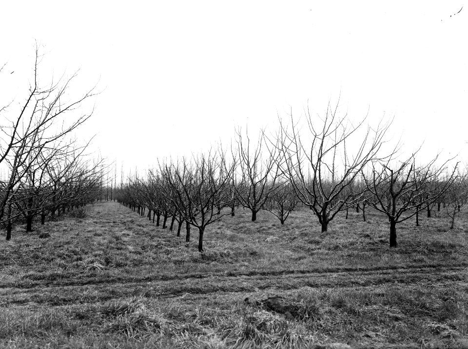 Fruitteelt, struikaanplant, wijkers, blijvers, de halve weg, Bestanddeelnr 162-1006