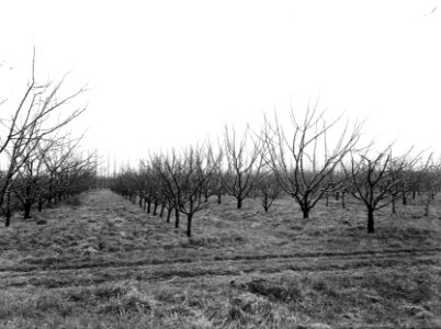 Fruitteelt, struikaanplant, wijkers, blijvers, de halve weg, Bestanddeelnr 162-1006