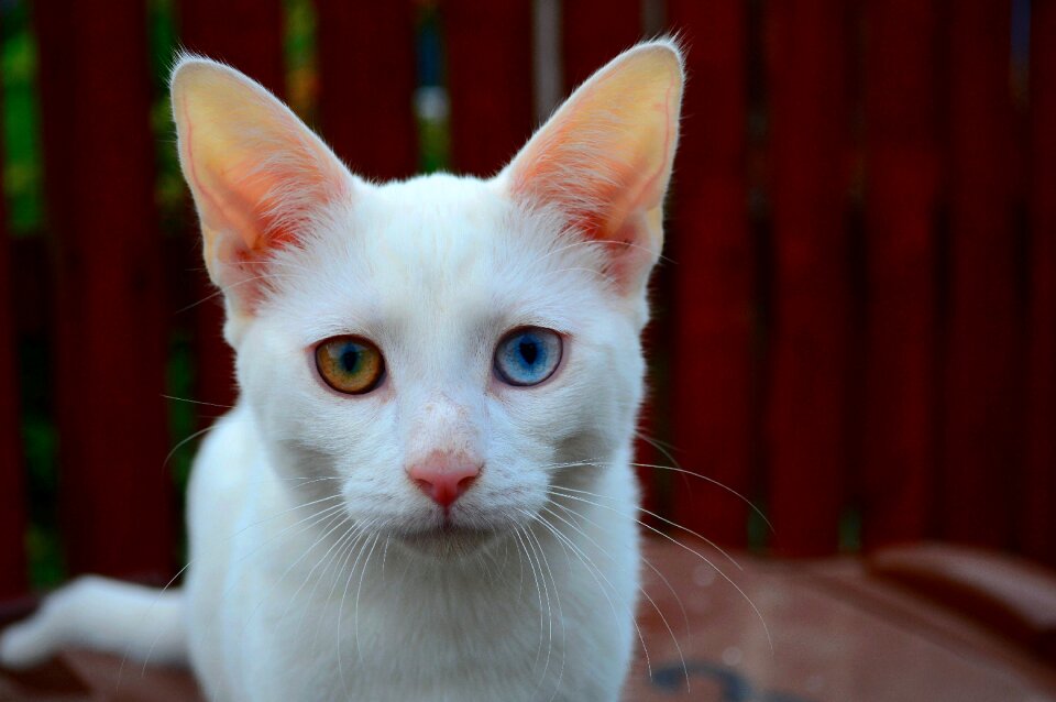 Fur feline mammal