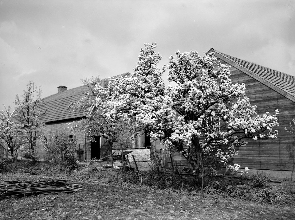 Fruitteelt, bomen, bloei, woningen, pereboom, Bestanddeelnr 162-0973