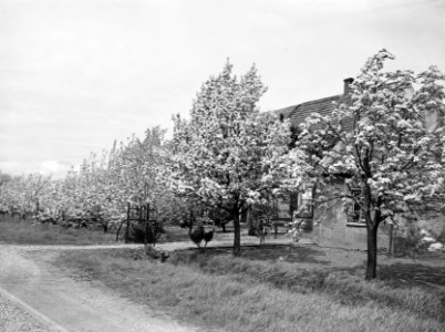 Fruitteelt, bomen, bloei, woningen, pereboom, Bestanddeelnr 162-0981