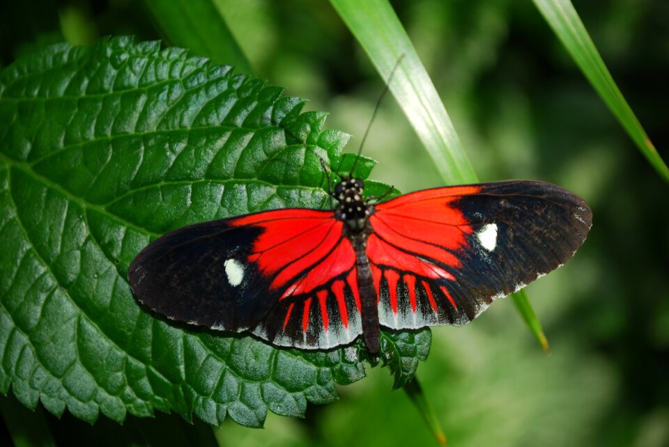 Garden nature green butterfly